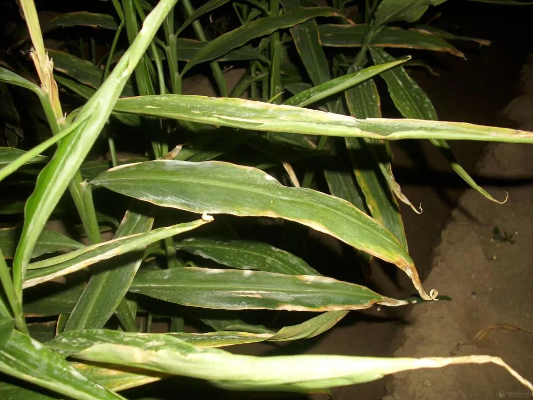 大姜劈库是啥原因,大姜劈杆怎么回事