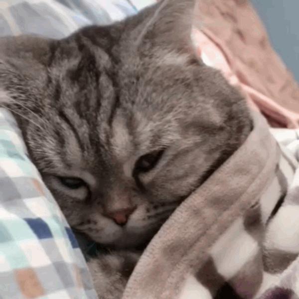 猫咪饲养管理现状,猫和老鼠猫咪现状