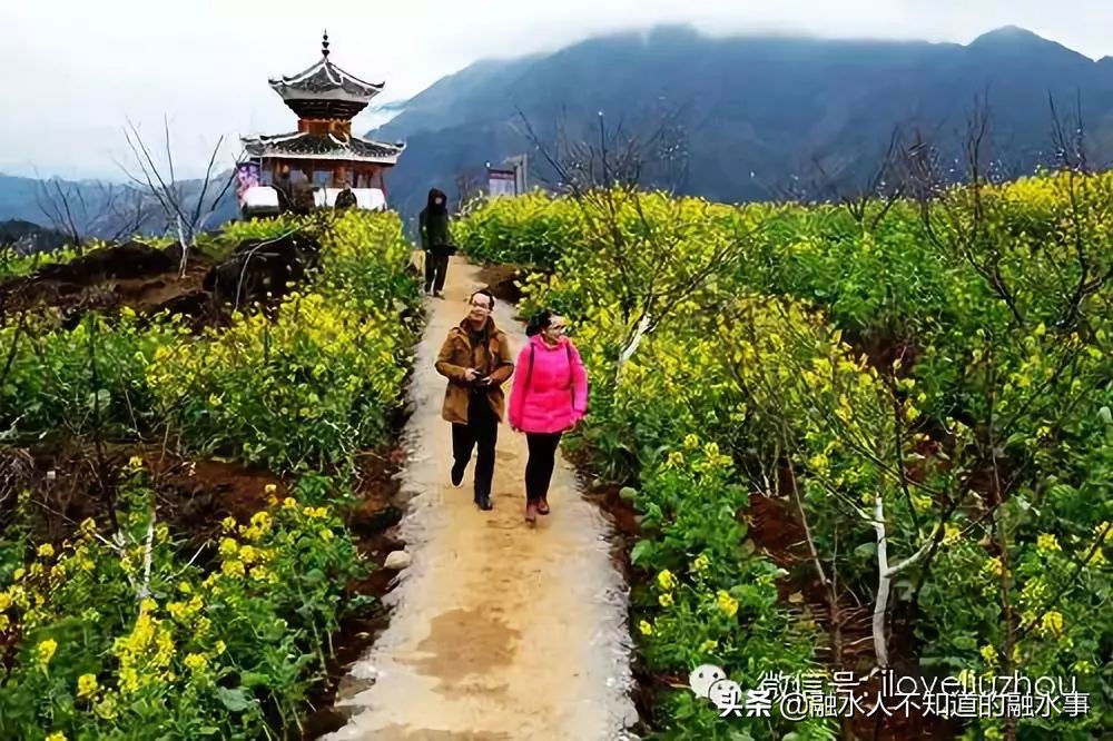 融水千亩桃花竞相盛开,融水2020桃花赏花时间表