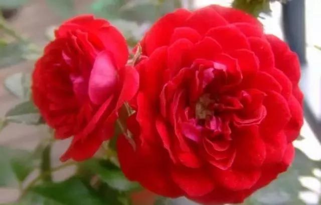 每天学习一点点各种花代表的花语,每天学习一朵花知识