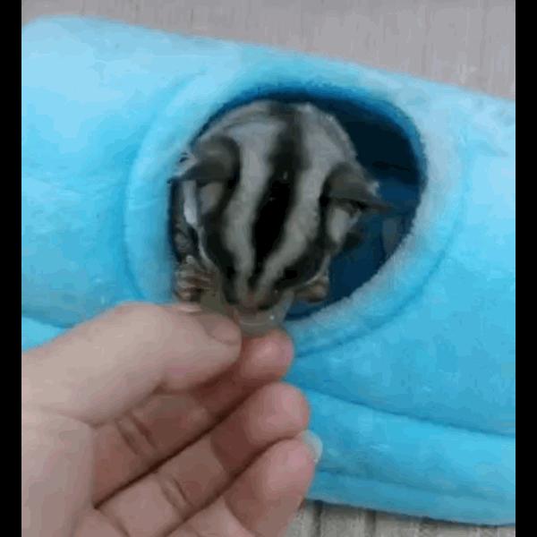 如何和刚到家的蜜袋鼯亲近