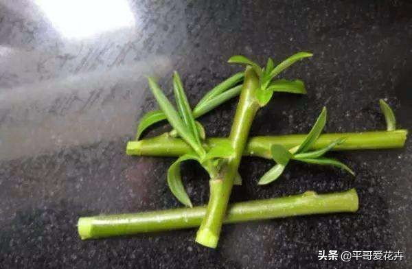 富贵竹黄叶用什么解决,富贵竹总黄叶