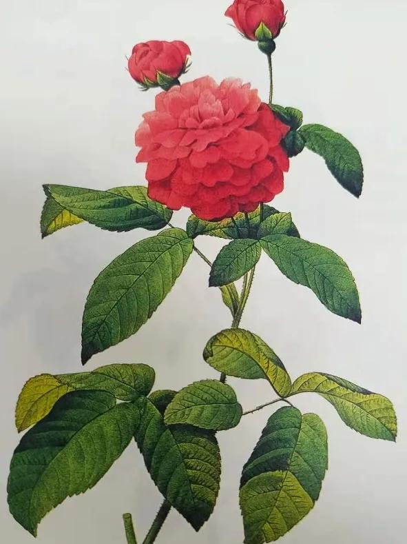 四朵粉红色的玫瑰花的花语,香槟色玫瑰花的花语和寓意