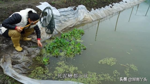 农村养殖有风险，网购30W条鱼苗被坑妹子视频曝光，卖方立马处理