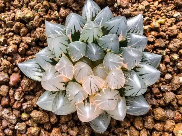 水晶的多肉植物有哪些品种,像水晶的多肉植物图片