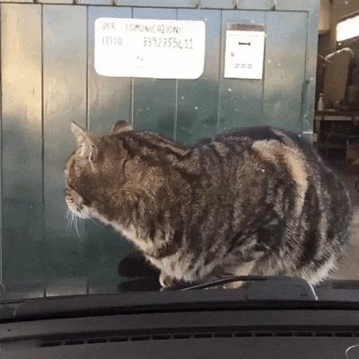 今日萌图,仓鼠身上长了疑似肿瘤的东西