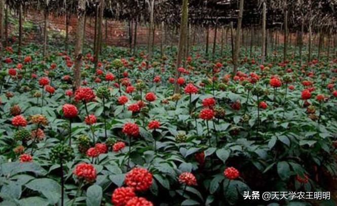 三七种植的年数与价格关系如何,三七是怎么种的