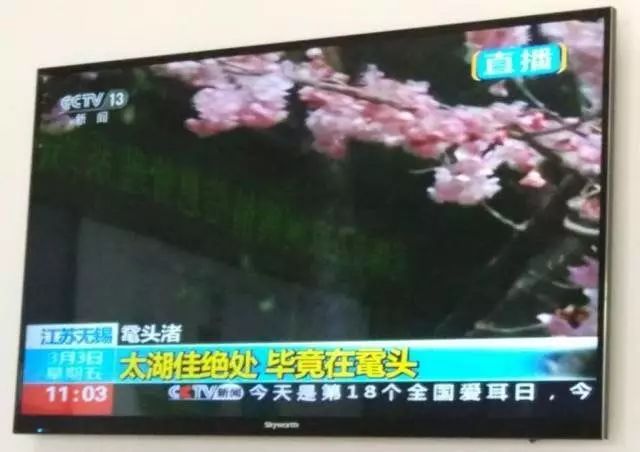 南通赏樱,江苏樱花景区介绍