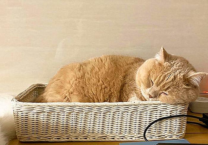 辟谣，猫咪睡觉摆尾并非装睡，轻易打扰，小心晚上头发不保