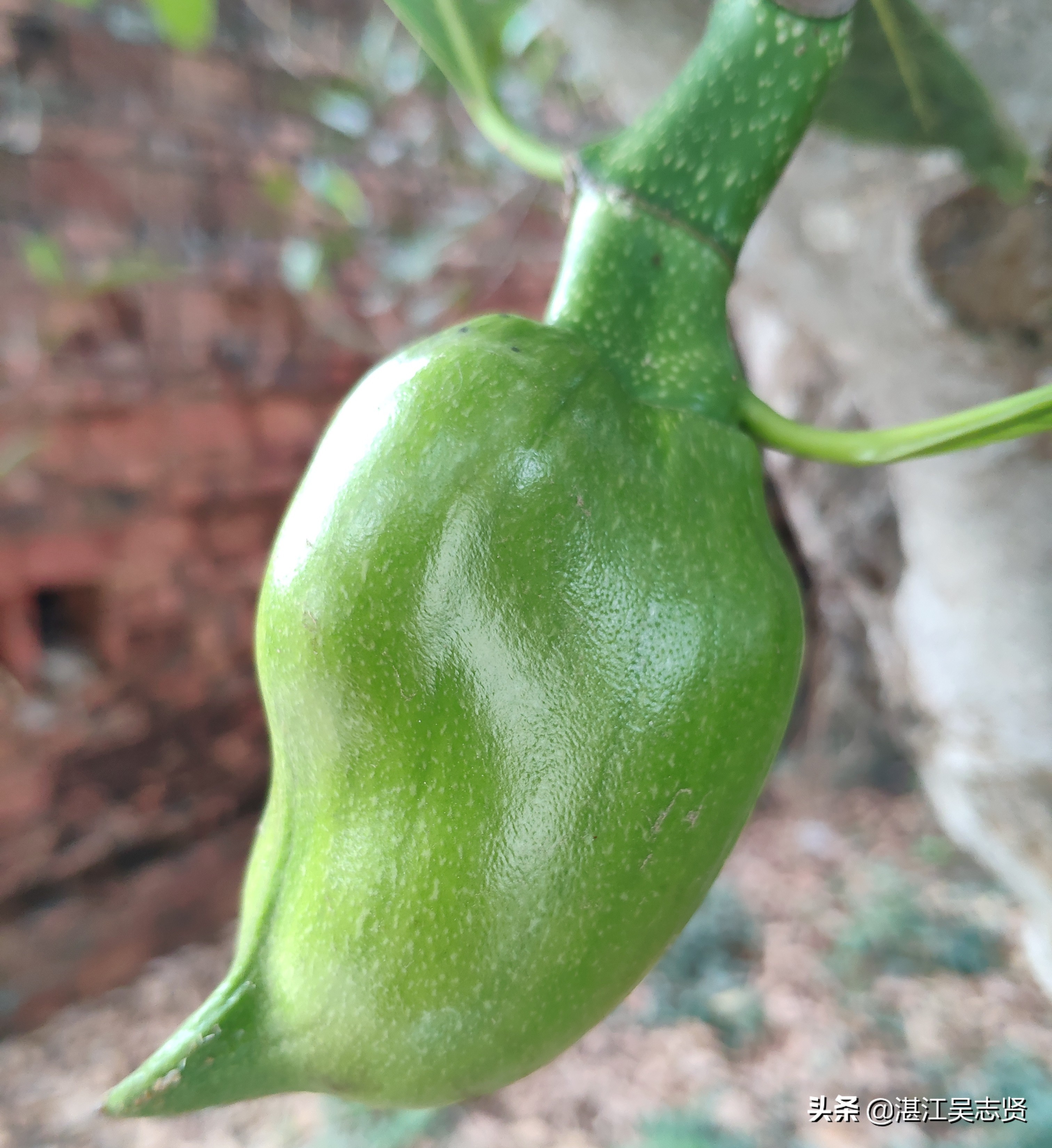 菠萝蜜在家里该怎么开,家里的菠萝蜜不结果