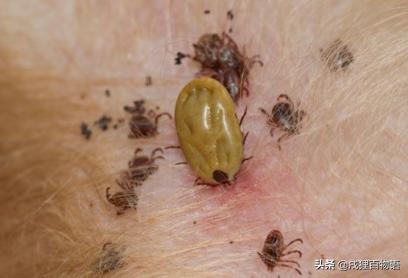 夏季炎热，狗狗便血而亡，元凶藏在这里！你家狗也会有