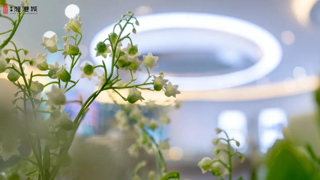 免费领!新华·维港城“绿色甜城”计划,业主免费领绿植