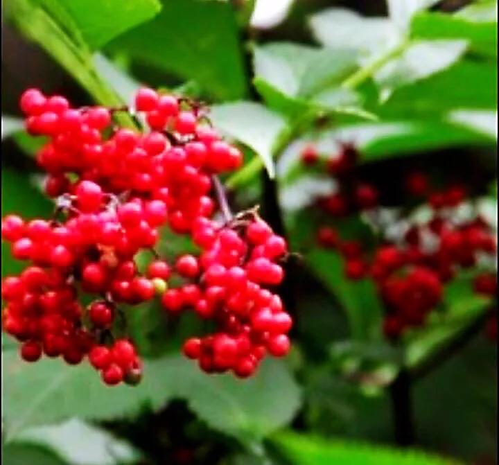 红豆是种子吗还是果实,红豆相思豆长什么样