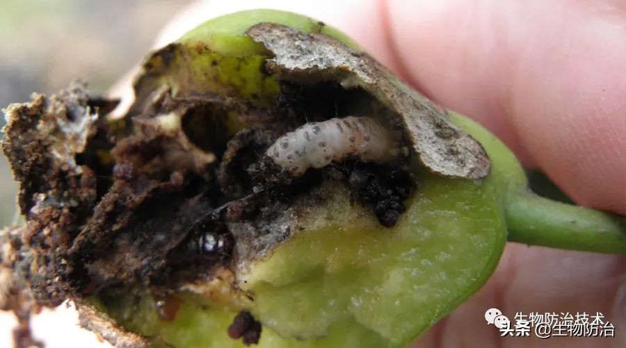 蛀干害虫是钻蛀害虫吗,果树枝干钻蛀害虫图片