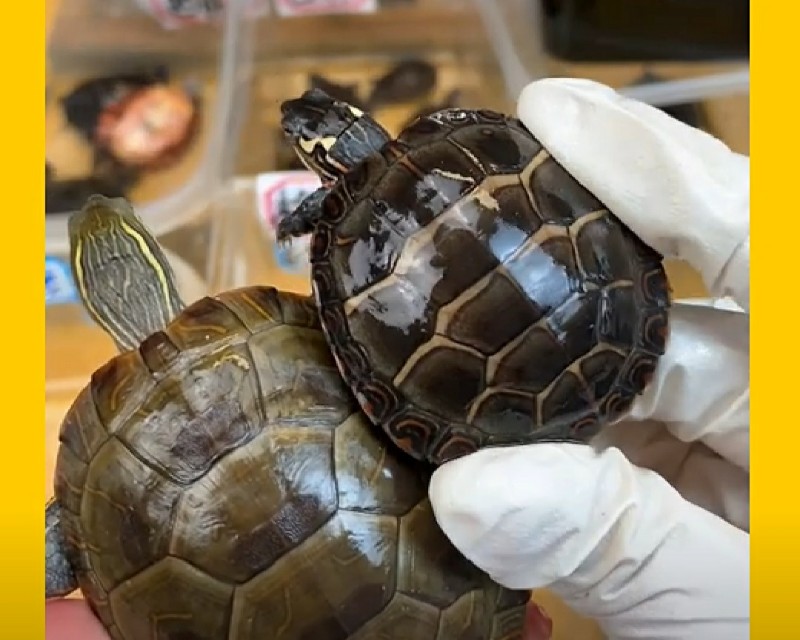 东锦和西锦龟不加温行吗,初学者养鱼的日记