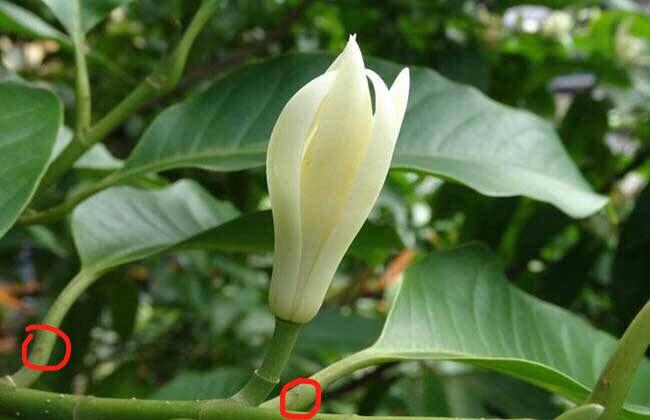 白兰花在种植过程中为什么会黄叶,白兰花现在大量出现黄叶怎么办