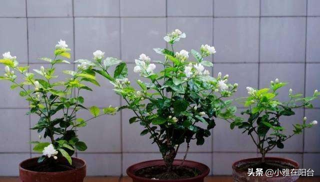 茉莉对肥水的要求,给茉莉上肥多久一次