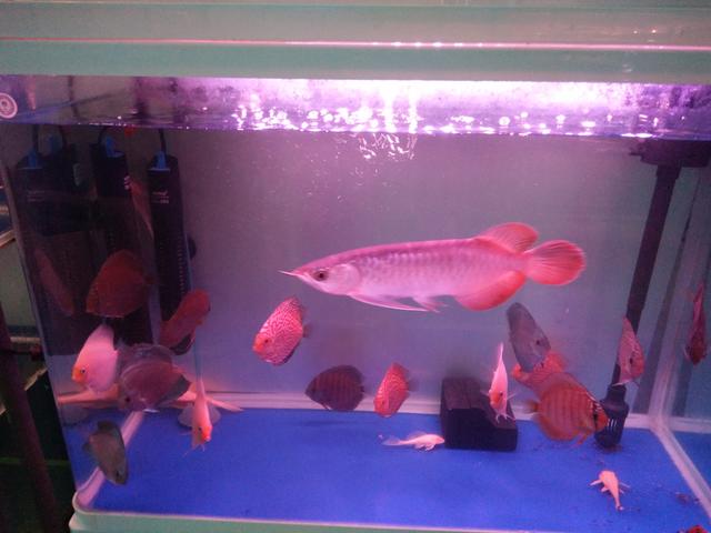 硝化细菌是自然存在吗,硝化细菌崩溃的特殊原因