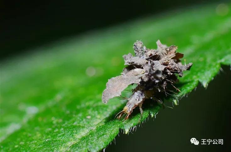 玉米上的虫害打什么药,玉米虫害防治口诀谚语