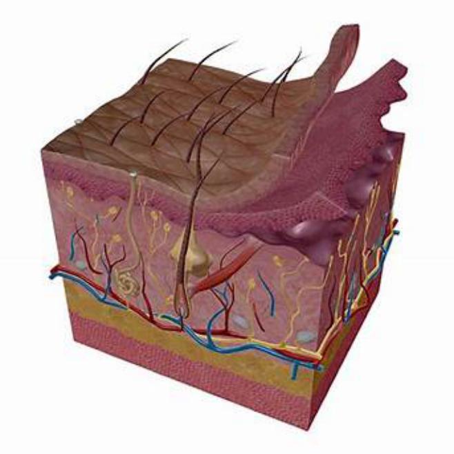 手长倒刺撕扯会感染吗,撕扯倒刺怎么办