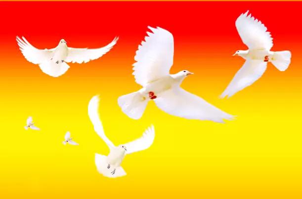 和平鸽~和平、友谊、团结、圣洁的象征