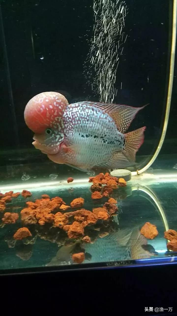 罗汉鱼的养法和注意事项,饲养罗汉鱼苗注意事项