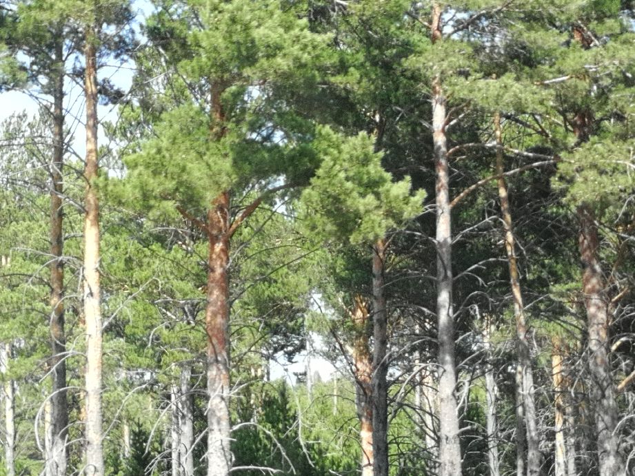 自然写作素材,草木恩典主题思想