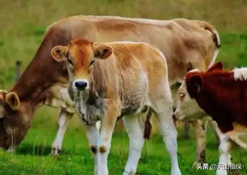 新生犊牛的最新管理技巧,犊牛护理管理