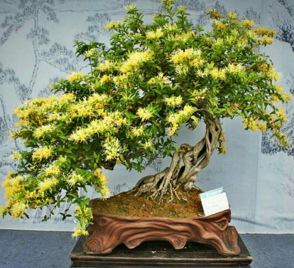 金银花老桩怎样修剪才不会疯长,盆栽金银花开过花的枝条能修剪吗