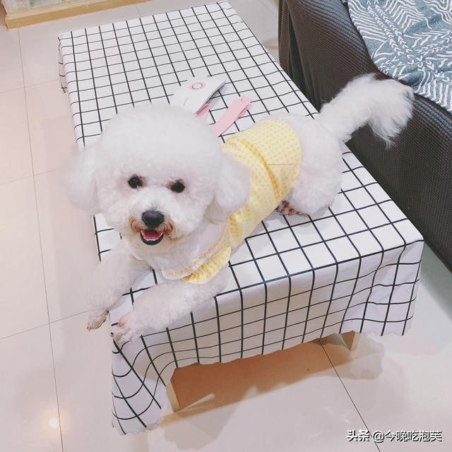 比熊最难养的阶段,比熊狗狗细小怎么治最有效