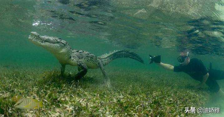 关于鳄鱼的知识和秘密,鳄鱼冷知识科普