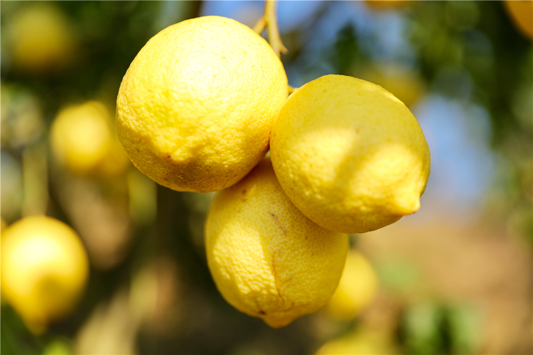 罗平柠檬基地,云南罗平柠檬种植基地