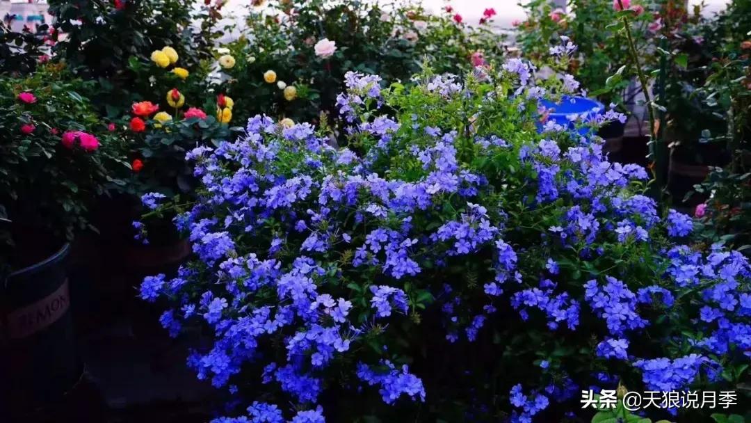 露台打造花海,她用10年改造庭院