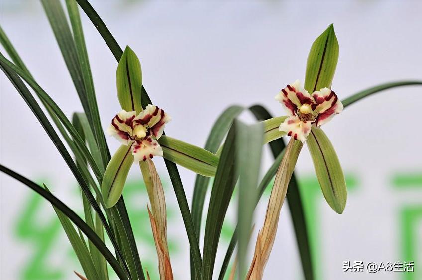 中国兰花名品录,春兰兰花名品大全