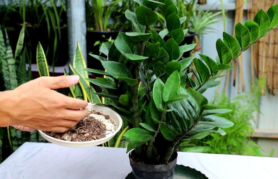 养金钱树花小窍门方法,金钱树怎么养才能长得旺盛