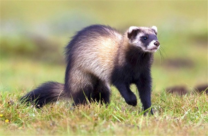 艾鼬在东北是保护动物吗,艾鼬北疆亚种
