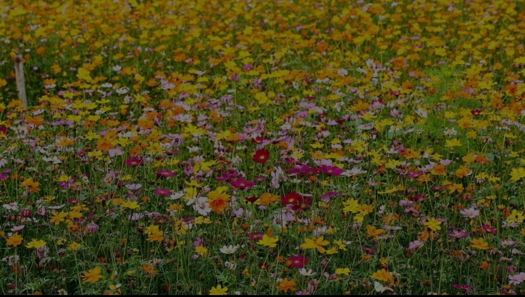 春雁古诗杜甫,官池春雁二首其一杜甫翻译