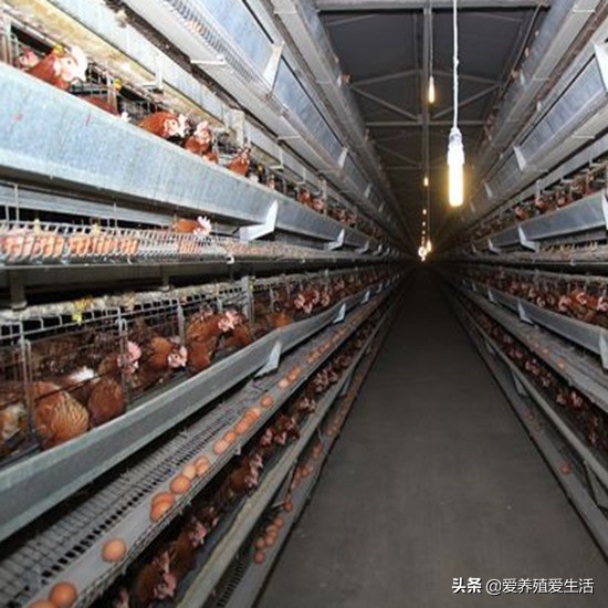 蛋鸡高峰期产蛋率涨得慢怎么办,蛋鸡产蛋率下降怎么解决