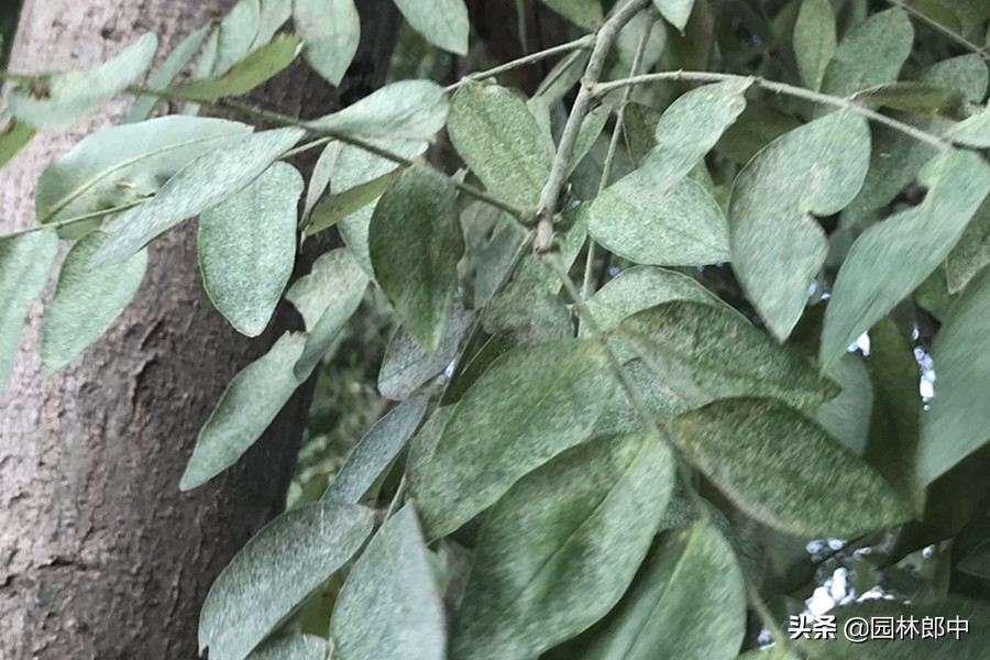 冬季有红蜘蛛需要防治吗,红蜘蛛物理防治最佳时间