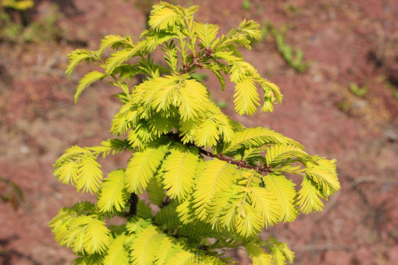 金叶水杉和水杉哪个好养活,金叶水杉新栽落叶后还发新芽吗