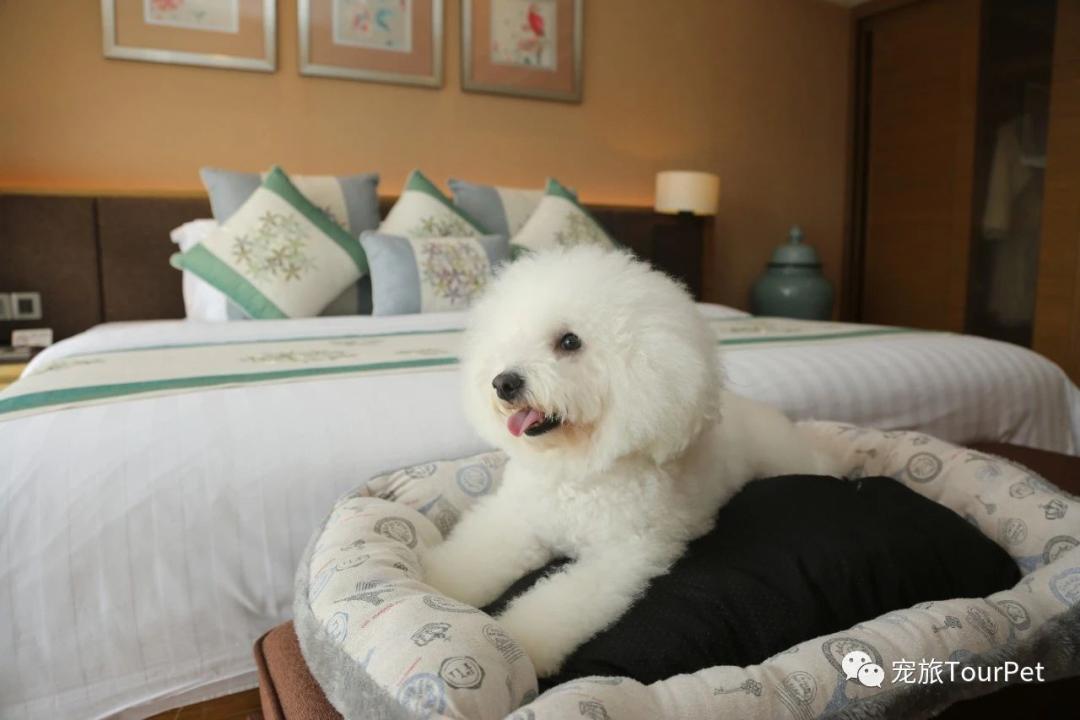 带着宠物去旅行的日常生活,想带着宠物一起旅游哪种好