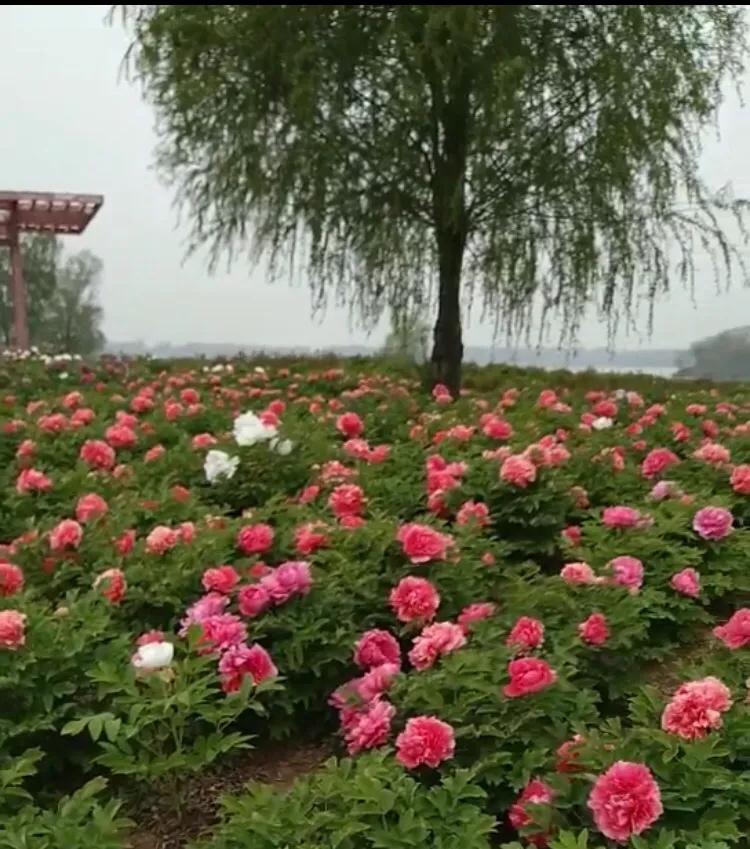 山东济宁方言合集,山东济宁方言土话大全