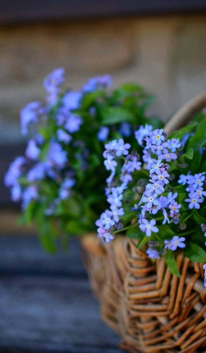 勿忘我做成干花,勿忘我做干花挂多久