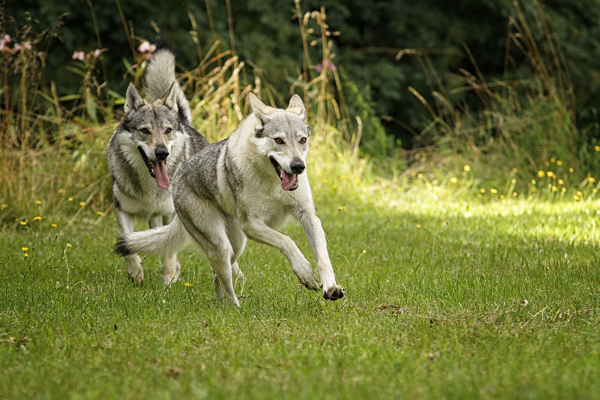 比较像狼犬的狗狗,最像狼的狗哈士奇