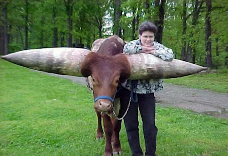 给牛身上开洞,牛身上的洞是怎样开的