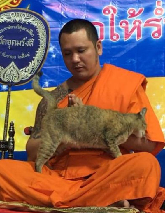 猫咪钻进男生怀里,猫咪钻进主人怀里撒娇