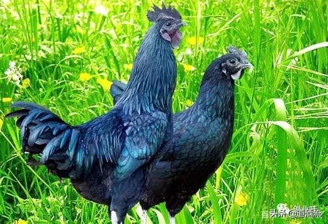 养鸡三大绝密秘诀,养鸡技术十大经典