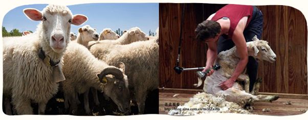 绵羊油怎么用才不油腻,绵羊油好吃吗