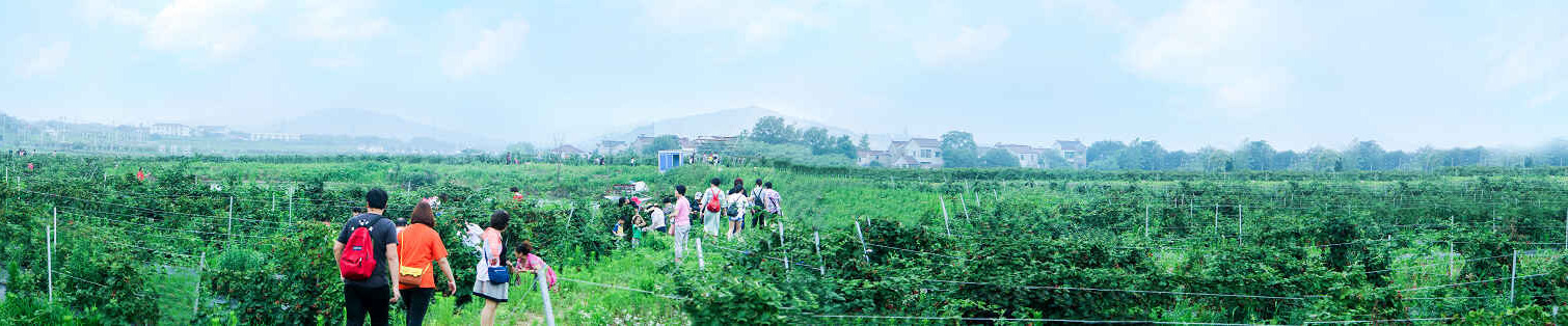 黑莓水果采摘园抖音视频,黑莓花开