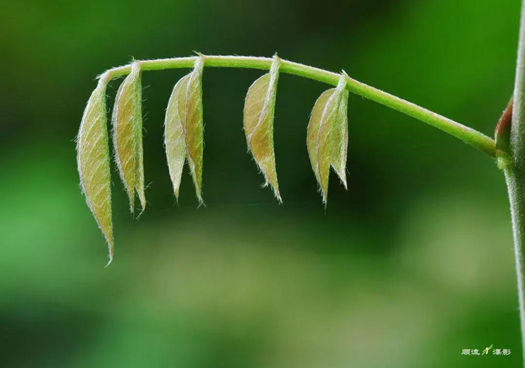 儿童春季咳嗽有痰最快解决方法,春季过敏咳嗽怎么办最有效的方法
